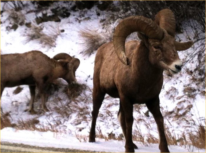 Bitterroot Bighorn Sheep
